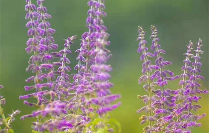 红图丨那些花儿，秋花更比春花奇