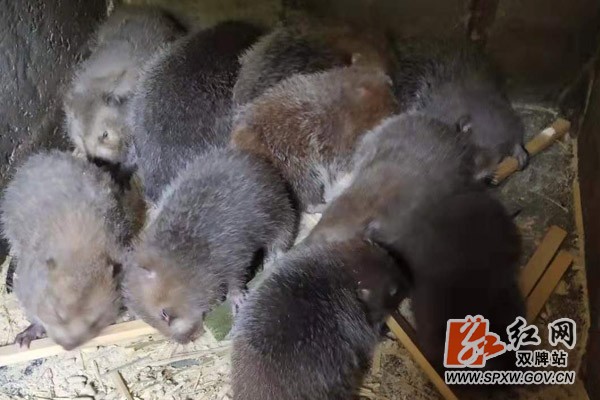 道县有哪些竹鼠养殖基地