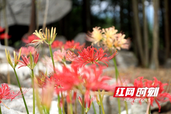 雕塑艺术产业园中，彼岸花开的红红火火。产业园也将为双文村的发展注入新的活力。.JPG