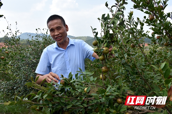 邵陽縣:茶油果裡有