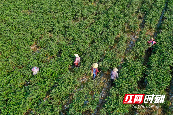 DJI_016101.jpg