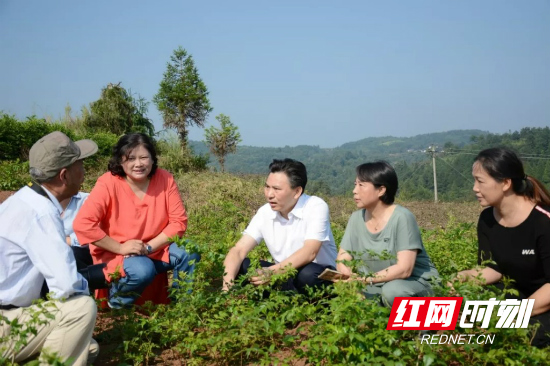 祝云武：做优做精莓茶品牌 助推农民增收致富