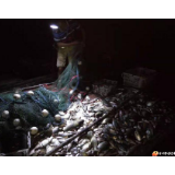 这个团伙栽了！