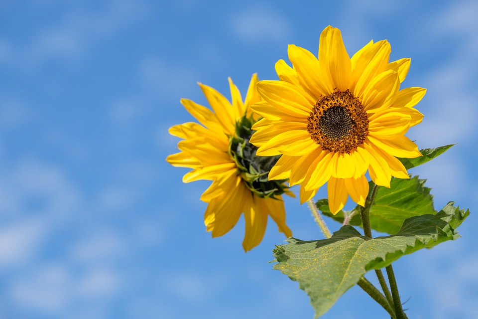 sunflower-4298808_960_720.jpg