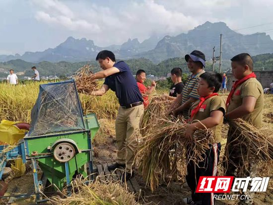 张家界崇实南校机场校区开展收割水稻劳动实践活动