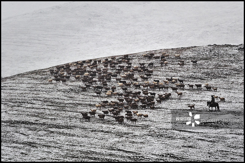 9月11日下午，新疆阿勒泰哈萨克族牧民从海拔1800-2500左右的托勒海特夏牧场向山下的秋季迁徙途中，遭遇到罕见的大雪，成群结队的转场大军，顶风冒雪继续前行。（钱捍/视觉中国）