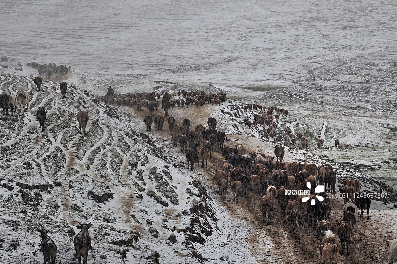 9月11日下午，新疆阿勒泰哈萨克族牧民从海拔1800-2500左右的托勒海特夏牧场向山下的秋季迁徙途中，遭遇到罕见的大雪，成群结队的转场大军，顶风冒雪继续前行。（钱捍/视觉中国）