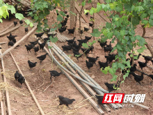 蒸湘区雨母山镇开展土鸡养殖技术培训 增强贫困户自我造血能力