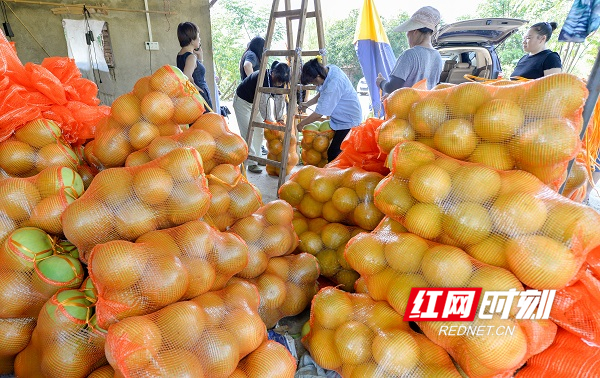 “柚”见丰收，道县红心蜜柚上市