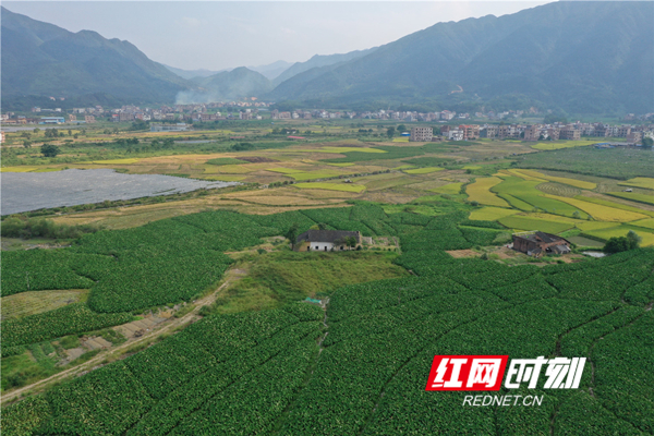 9月14日，摄于蓝山县塔峰镇岭脚村田野。图/梁利