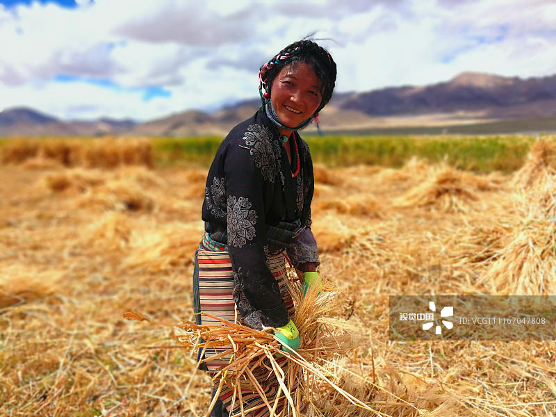 2018年9月10日，青稞为青藏高原特有的粮食作物，是西藏种植面积最大、产量占粮食作物比重最高的农作物。此时，西藏拉萨、日喀则、山南、昌都等地已经遍地金黄，陆续进入青稞收割的季节。图为9月12日日喀则市定日县扎果乡的农牧民次仁曲珍在地里收青稞。