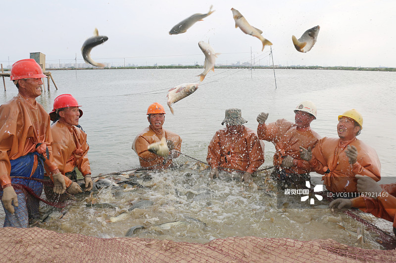 2018年9月19日，江苏连云港，灌云县现代渔业园区，养殖户在起捕淡水鱼。