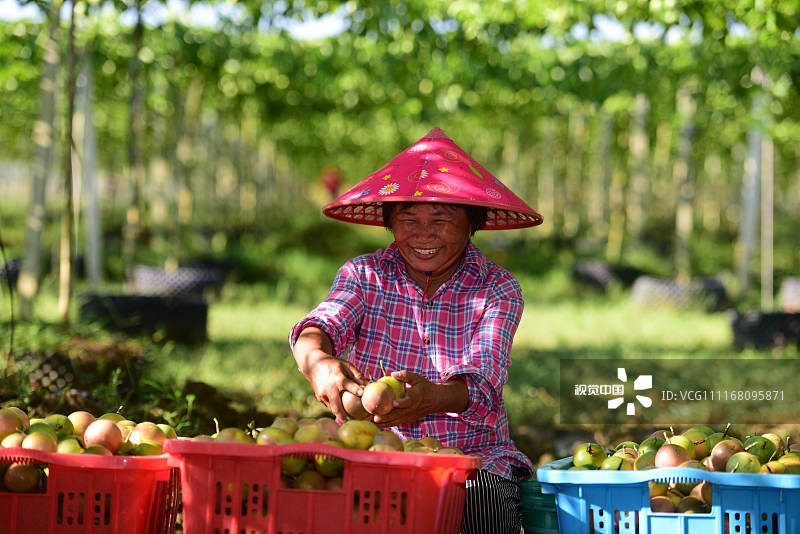 2018年9月20日，海南琼海，嘉积镇的农民在采摘百香果。