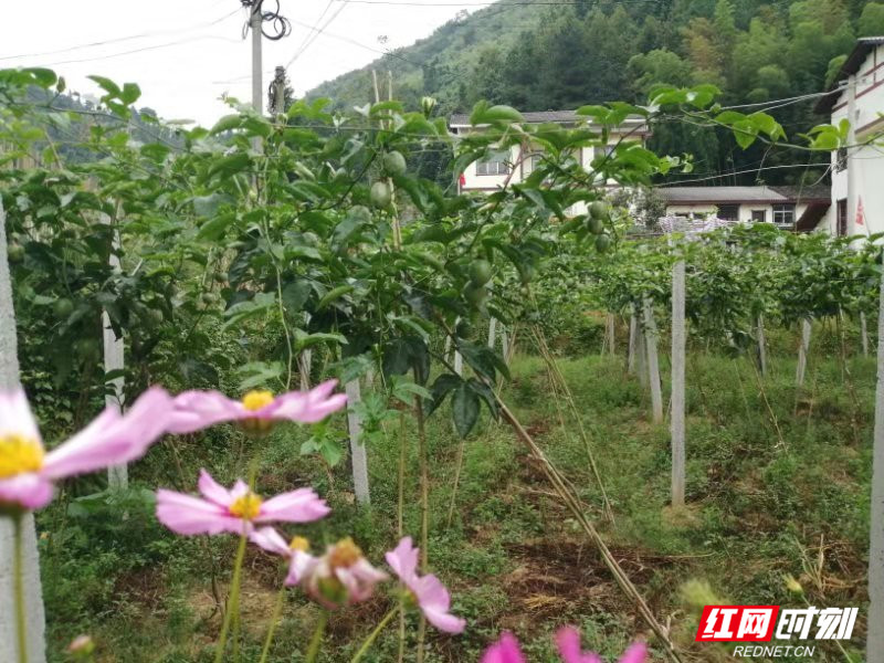 武陵源索溪峪街道乡村振兴路子越走越宽