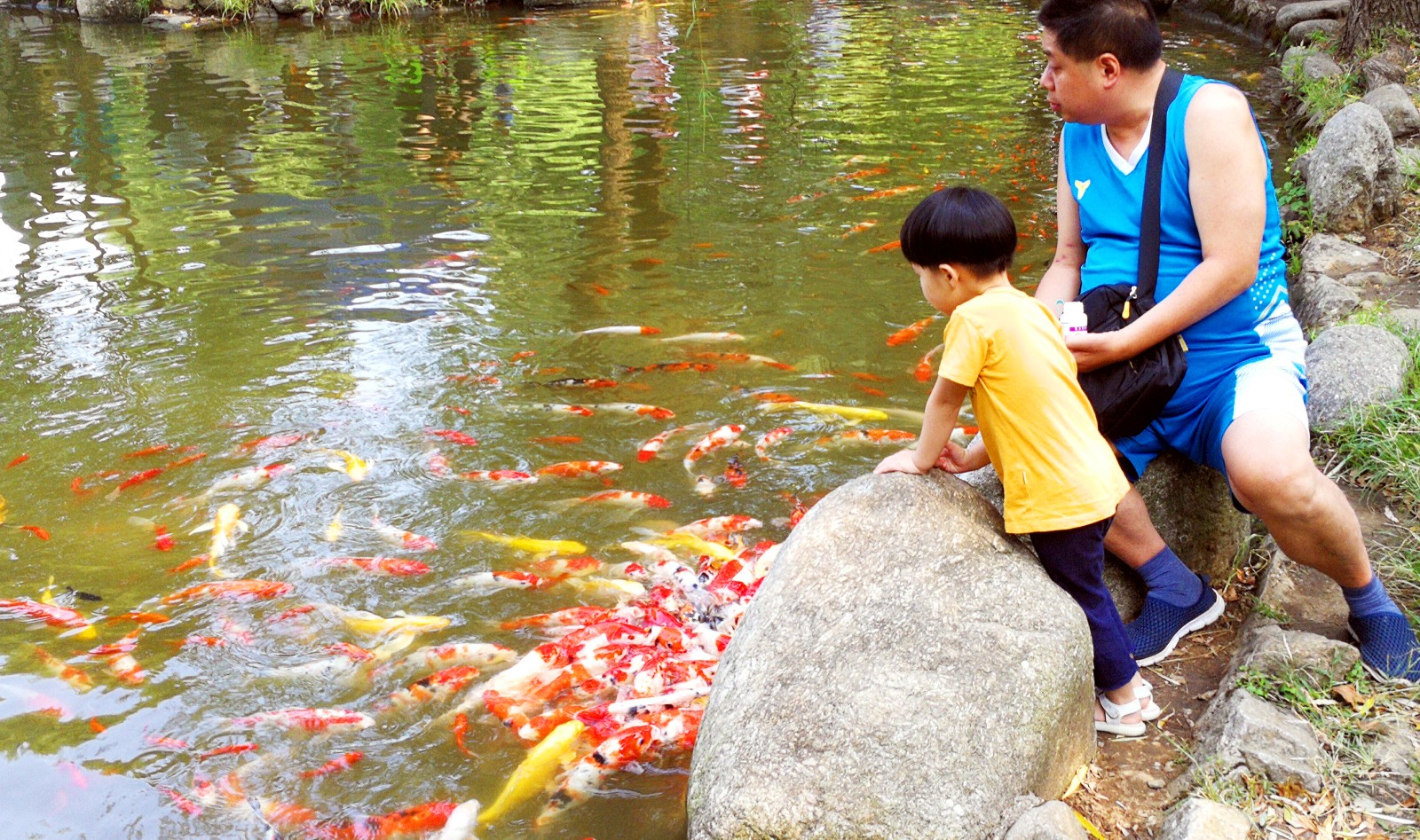 烈士公园“柳塘观鱼”景点，市民、游客正在观赏水中游动的成群锦鲤，一派欢乐祥和。长沙晚报全媒体记者 周柏平摄
