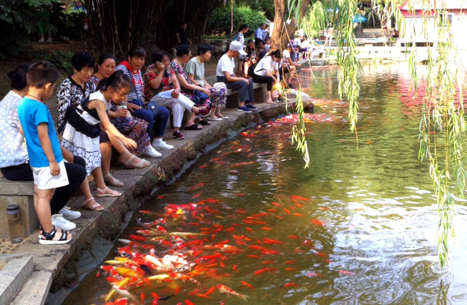 “柳塘观鱼”成为今年中秋假期市民、游客来烈士公园游玩时的重要打卡地。长沙晚报全媒体记者 周柏平摄