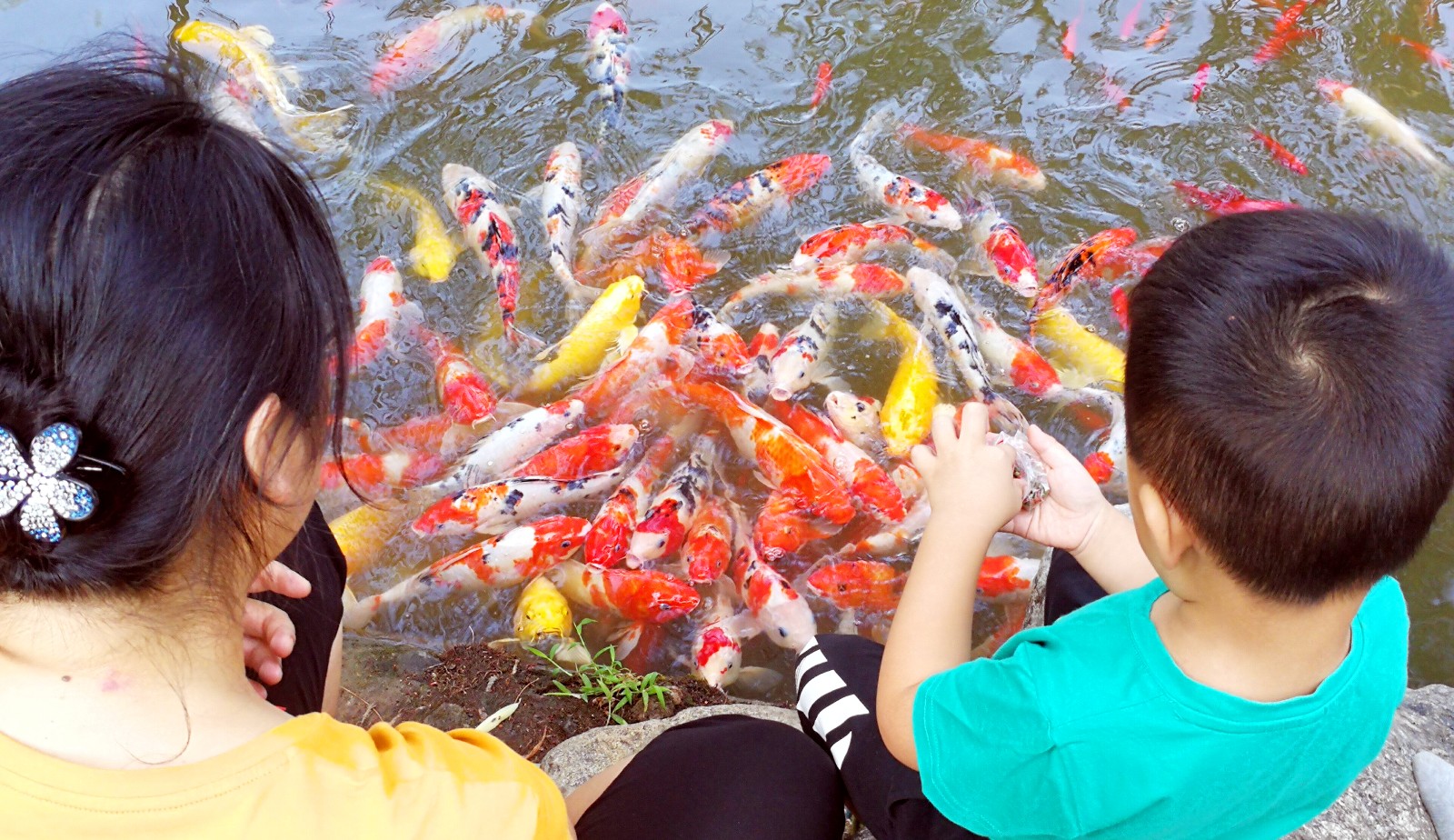 烈士公园“柳塘观鱼”景点，市民、游客正“人鱼嬉戏”，好不快乐。长沙晚报全媒体记者 周柏平摄