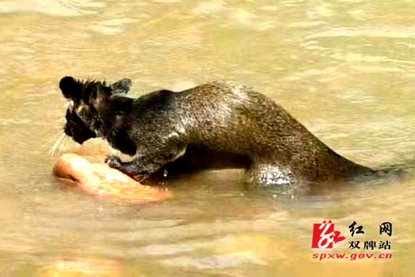 果子狸逃到水里.jpg