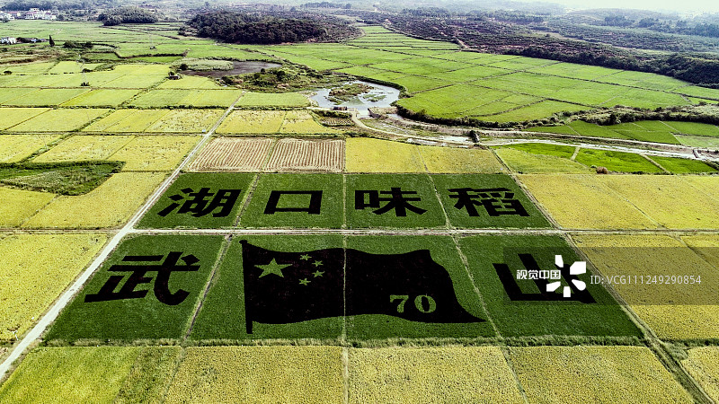 2019年9月15日，江西九江，航拍湖口县武山镇多彩稻田画。