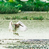 红图丨南来北往的鸟儿 都爱长沙这片最美湿地