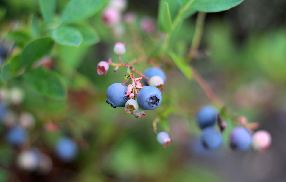 blueberries-4408680_960_720.jpg