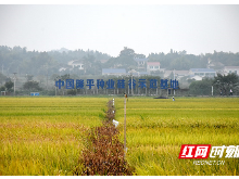 2019年国家长江中下游水稻新品种展示示范观摩会在长沙召开