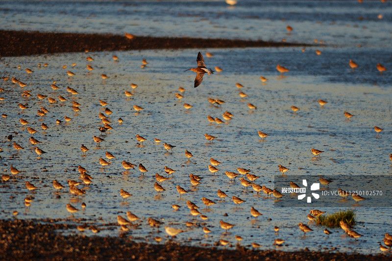 2019年9月18日，首批迁回青岛准备越冬的鸻鹬类候鸟在胶州湾国家级海洋公园潮间带觅食、补充体能。
