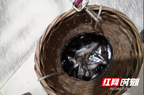 【桑植警事】陈家河派出所严厉打击非法捕鱼行为