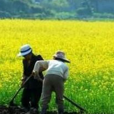 上半年农民收入增速达6.6% 农业结构持续优化