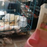 女网红租房期满失联留一屋狗屎垃圾，回应：正打扫