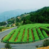 国办印发意见：深化农村公路管理养护体制改革