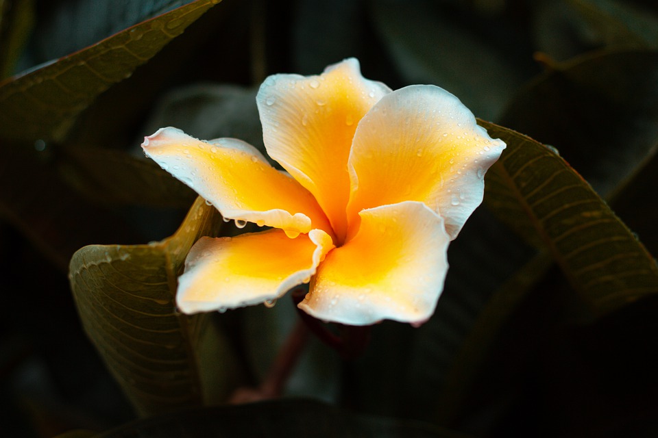 plumeria-4450054_960_720.jpg