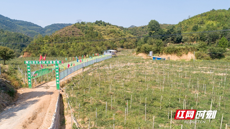 航拍衡阳县阳光村八月瓜试种基地.