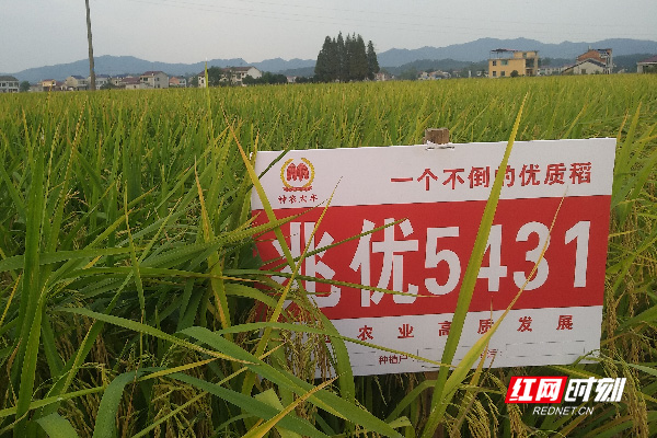 高档优质稻兆优5431.