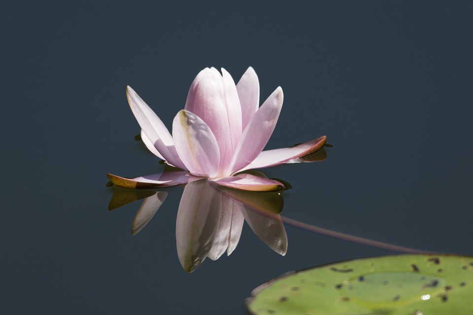 water-lily-4373151_960_720.jpg water-lily-4373151_960_720.jpg