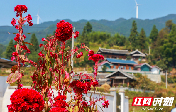 新庄村.jpg 新庄村.jpg