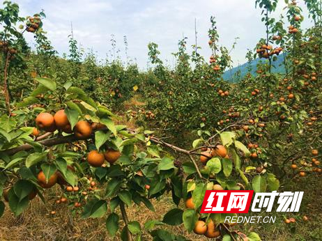 苗香梨果满枝头.jpg