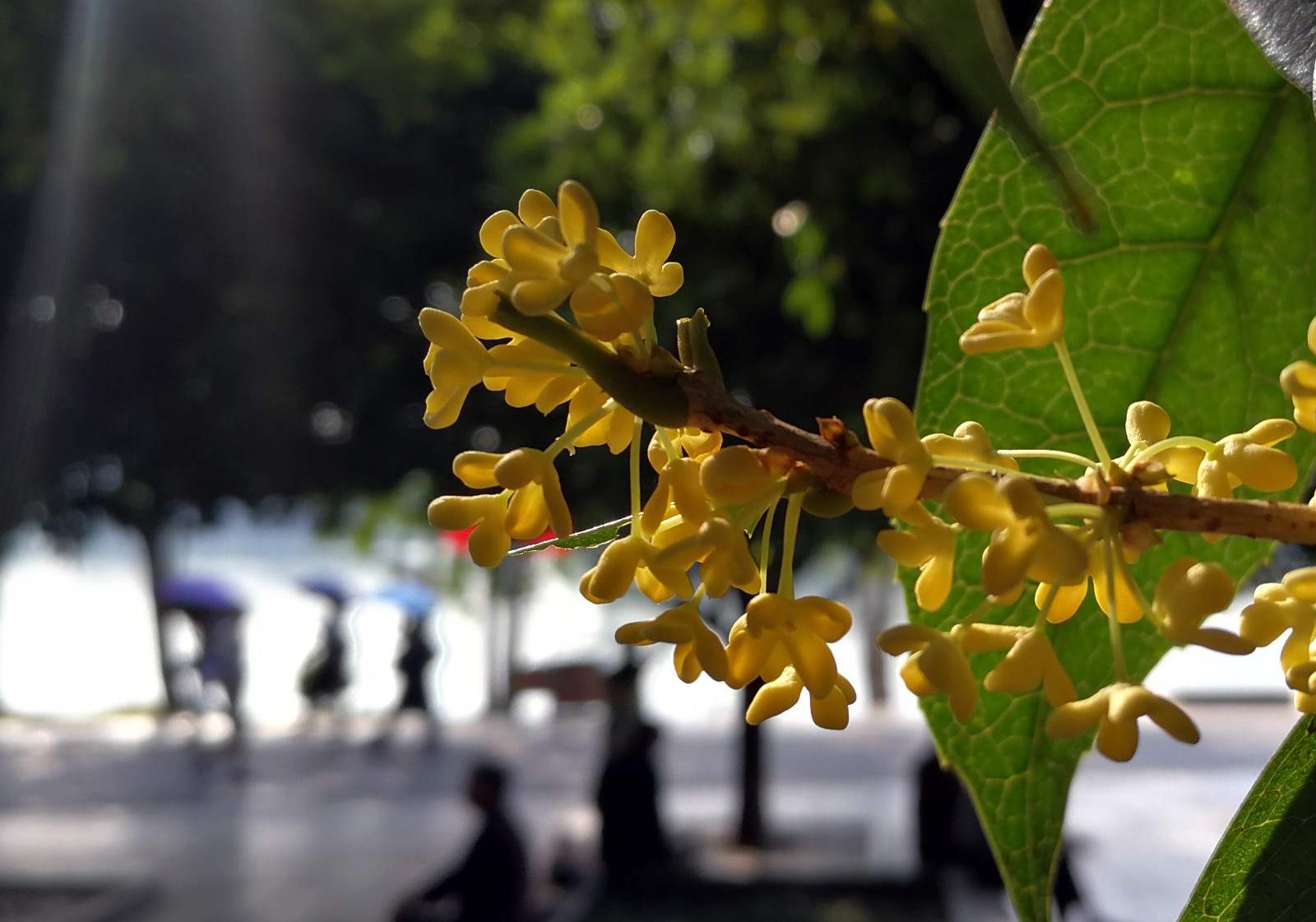 国庆节将至，长沙市内各处的桂花树正陆续吐露芬芳，将给市民带来一个“香喷喷”的假期。长沙晚报全媒体记者 周柏平摄