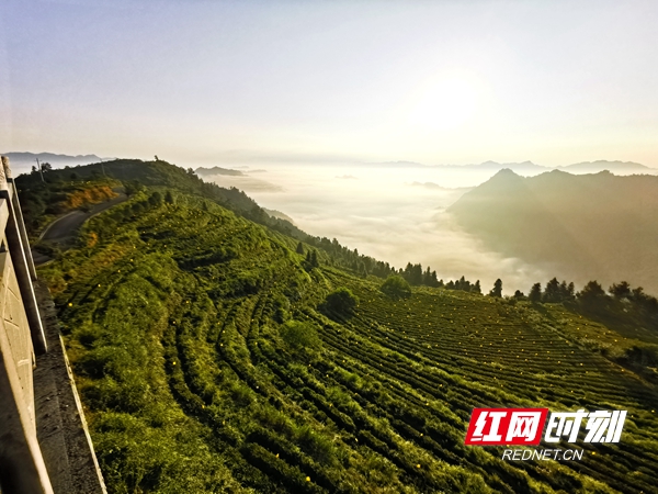 牛角山村的茶园。_副本.jpg