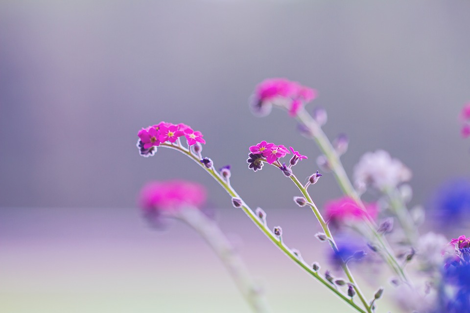 forget-me-not-4151689_960_720 (1).jpg