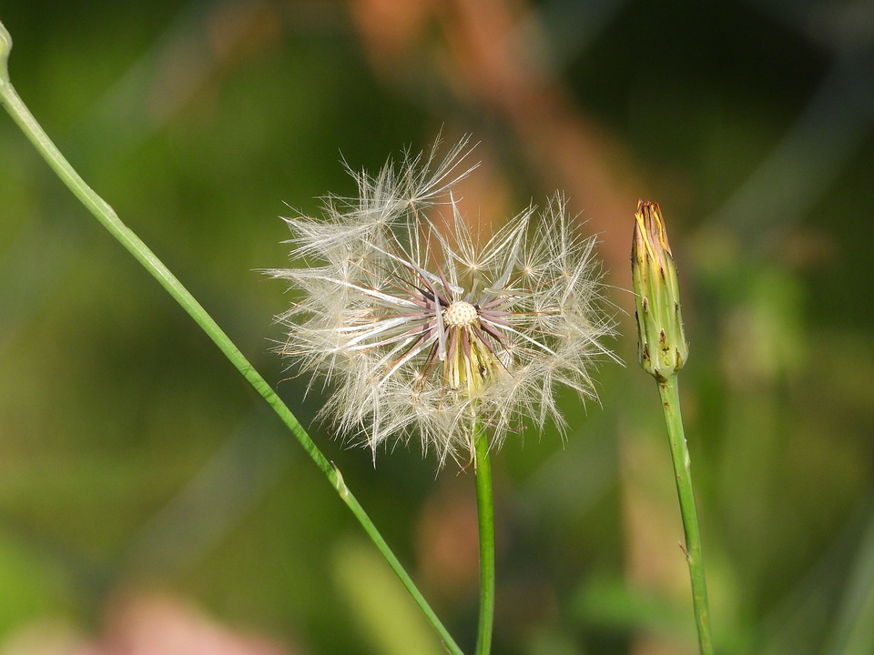 sonchus-oleraceus-4413099_960_720.jpg sonchus-oleraceus-4413099_960_720.jpg