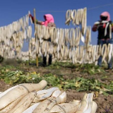 萝卜丰收晾晒忙