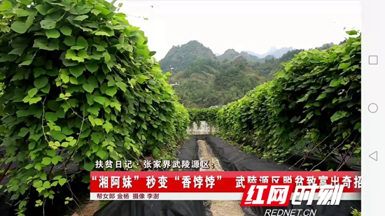 《扶贫日记》张家界市武陵源区篇首播《帮女郎大视野》