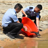 发现野生娃娃鱼 警民合力送其“回家”
