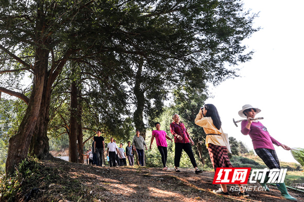 临武县：五株特大野生红豆杉并立而生 树龄500多年