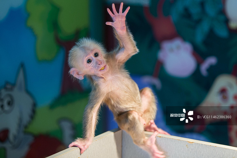 2015年1月26日，浙江省杭州市，杭州野生动物世界，一只三个多月大的红面短尾猴爪不离嘴，把爪子伸进自己的嘴巴里吮吸，像婴儿一样吃手卖萌。