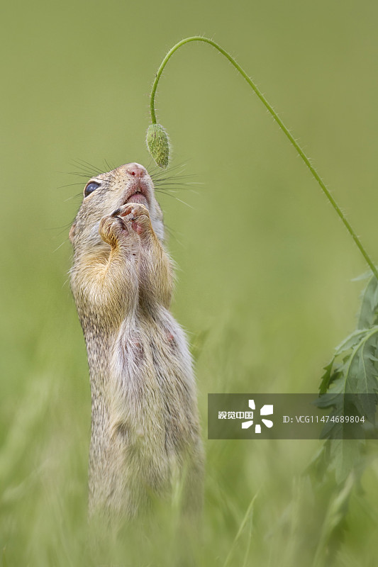 当地时间2015年10月20日，奥地利维也纳，野生动物摄影师Henrik Spranz和女友对可爱的小松鼠情有独钟，他们在维也纳的牧草地上捕捉到了小松鼠们的各式“萌态”瞬间。这些“贪吃”的啮齿动物不仅争相啃食罂粟花籽，还偷吃了摄影师随身携带的面包。
