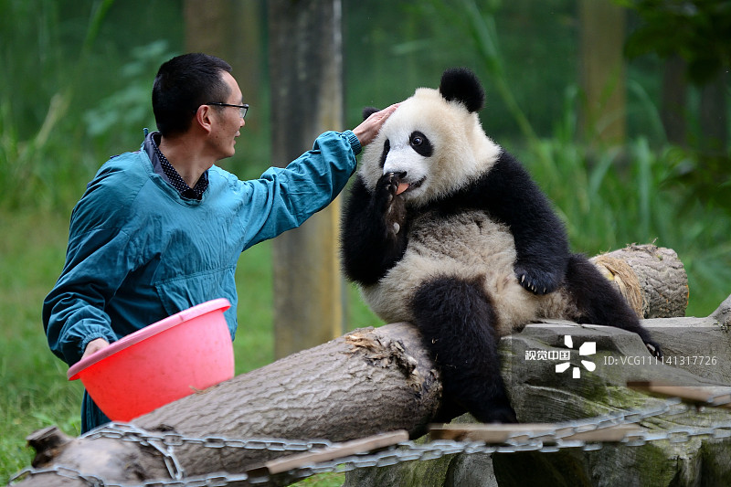 2017年10月，重庆九龙坡。
动物园里的“熊孩子”们有多可爱？看这只抱着“奶爸”大腿不肯走的熊猫。