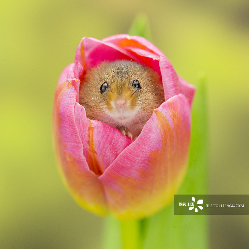 2019年2月11日讯（具体拍摄时间不详），英国北约克郡斯卡伯勒，雨雪过后禾鼠从藏身的郁金香花朵里探出头来。