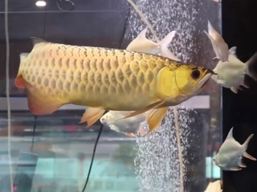 “鱼医”给龙鱼做整容 10分钟至少挣1千